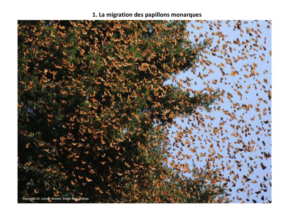 La Migration Des Papillons Monarques Ppt T L Charger